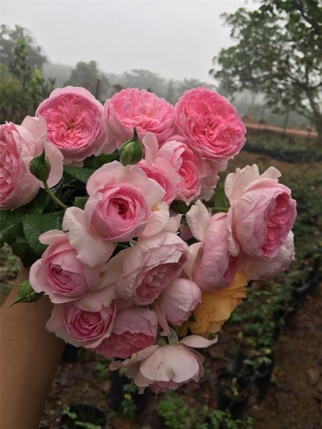 Khu vườn hoa hồng 2000 gốc gây thương nhớ cho bất cứ ai của chàng trai 9x ở Đồng Nai - Ảnh 32.