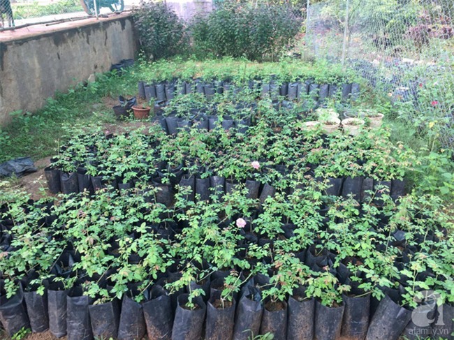 Khu vườn hoa hồng 2000 gốc gây thương nhớ cho bất cứ ai của chàng trai 9x ở Đồng Nai - Ảnh 4.