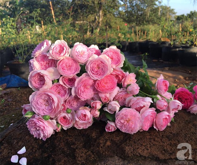 Khu vườn hoa hồng 2000 gốc gây thương nhớ cho bất cứ ai của chàng trai 9x ở Đồng Nai - Ảnh 7.