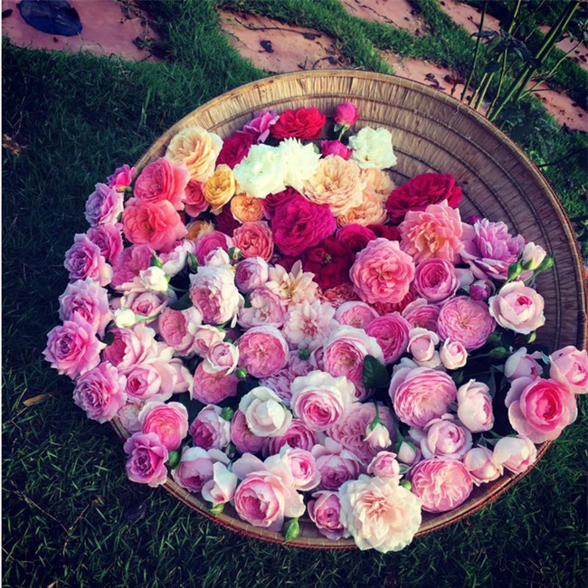 Khu vườn hoa hồng 2000 gốc gây thương nhớ cho bất cứ ai của chàng trai 9x ở Đồng Nai - Ảnh 8.