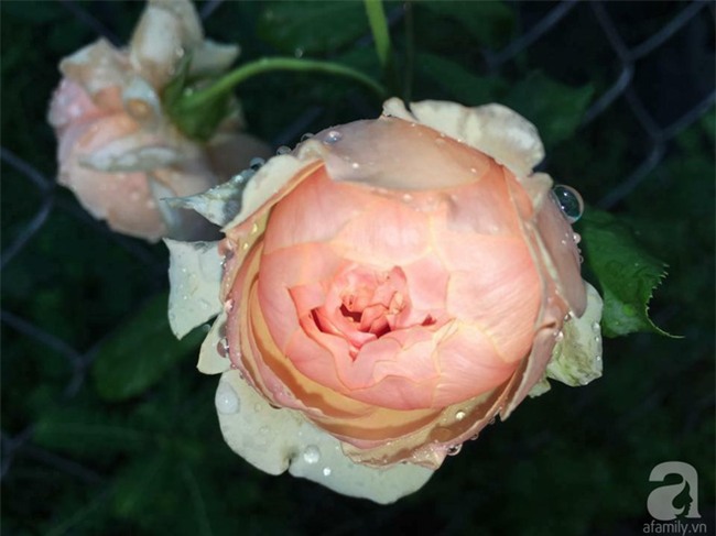 Khu vườn hoa hồng 2000 gốc gây thương nhớ cho bất cứ ai của chàng trai 9x ở Đồng Nai - Ảnh 9.