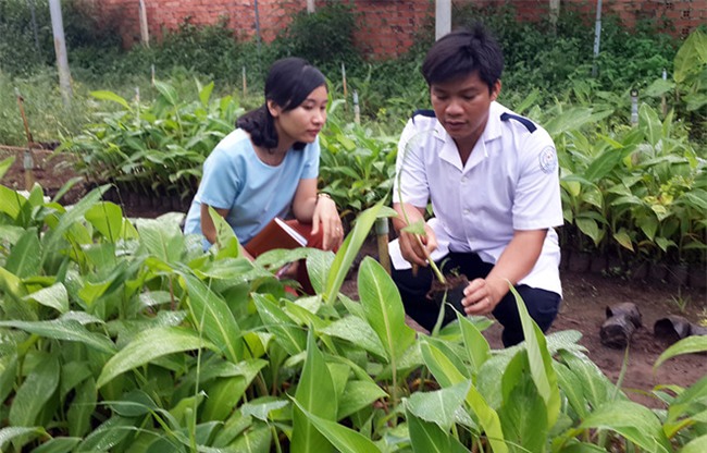 Thac si o Dong Nai nghi viec ve que lam giau bang chuoi cay mo hinh anh 1