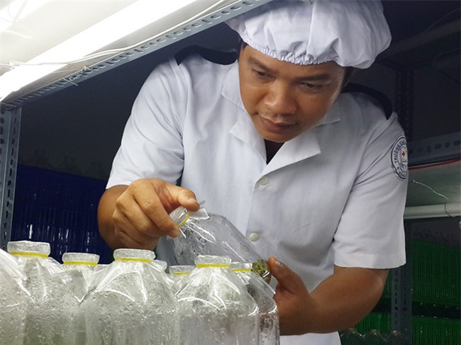 Thac si o Dong Nai nghi viec ve que lam giau bang chuoi cay mo hinh anh 2