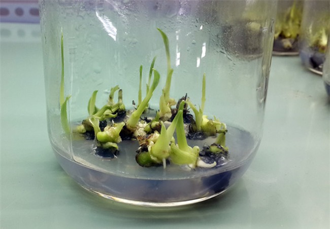 Thac si o Dong Nai nghi viec ve que lam giau bang chuoi cay mo hinh anh 3