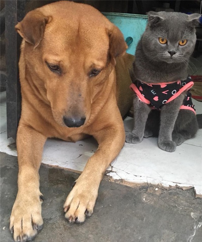 Con boss xuất sắc nhất 2017: Đuổi ăn trộm rơi cả điện thoại và ma túy lại hiện trường - Ảnh 6.