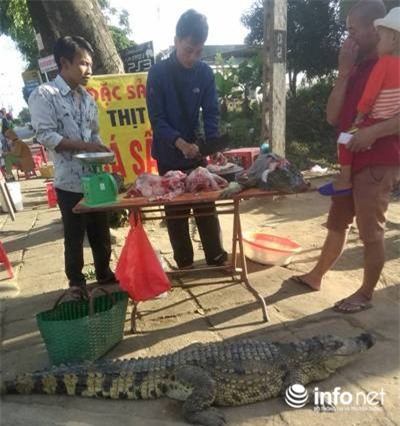 cá sấu
