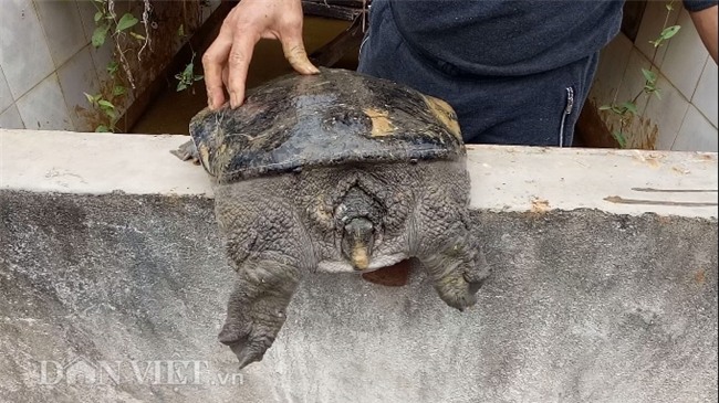la ma hay: lao nong nuoi dan ba ba gai