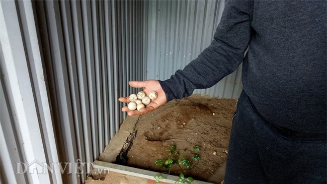 la ma hay: lao nong nuoi dan ba ba gai