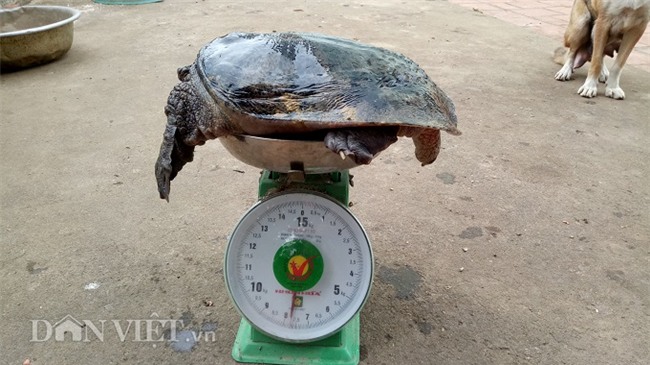 la ma hay: lao nong nuoi dan ba ba gai