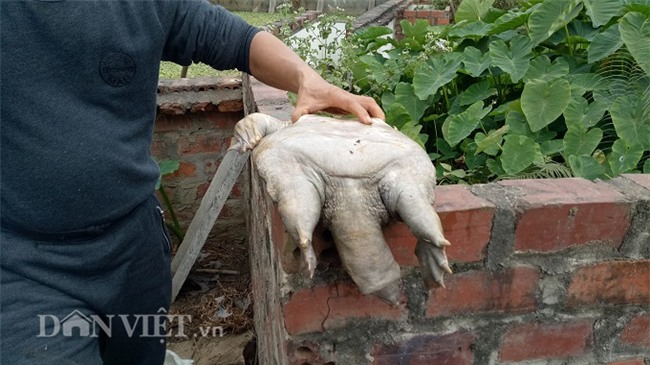 la ma hay: lao nong nuoi dan ba ba gai