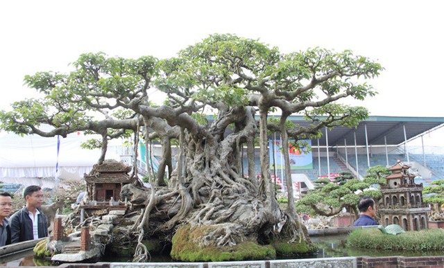 cây sanh,cây cảnh,cây cảnh tiền tỷ