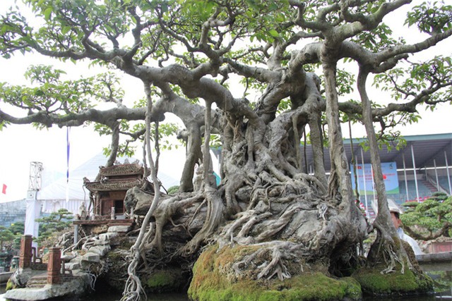 cây sanh,cây cảnh,cây cảnh tiền tỷ