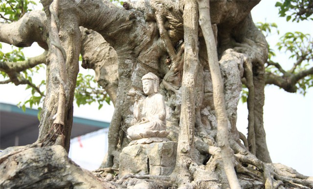 cây sanh,cây cảnh,cây cảnh tiền tỷ