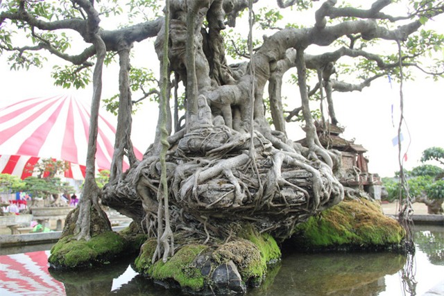 cây sanh,cây cảnh,cây cảnh tiền tỷ