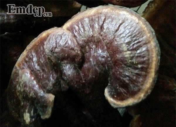 Nấm lim xanh gần 3 triệu/kg - món quà Tết đang được nhà giàu Việt săn lùng