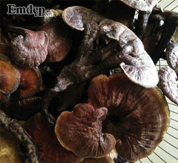 Nấm lim xanh gần 3 triệu/kg - món quà Tết đang được nhà giàu Việt săn lùng