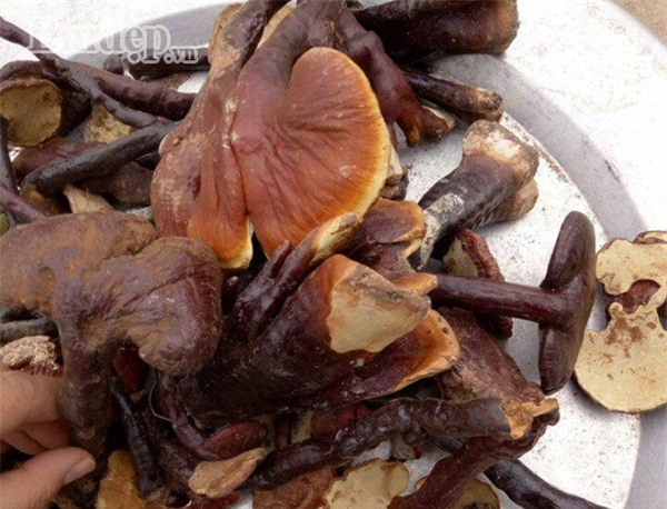 Nấm lim xanh gần 3 triệu/kg - món quà Tết đang được nhà giàu Việt săn lùng