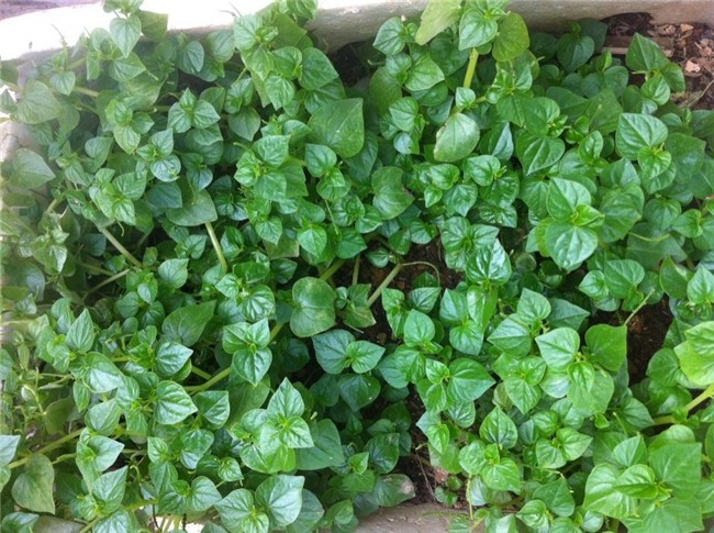 rau dại,đặc sản rau dại,rau sạch,rau tầm bóp,rau càng cua,rau sam