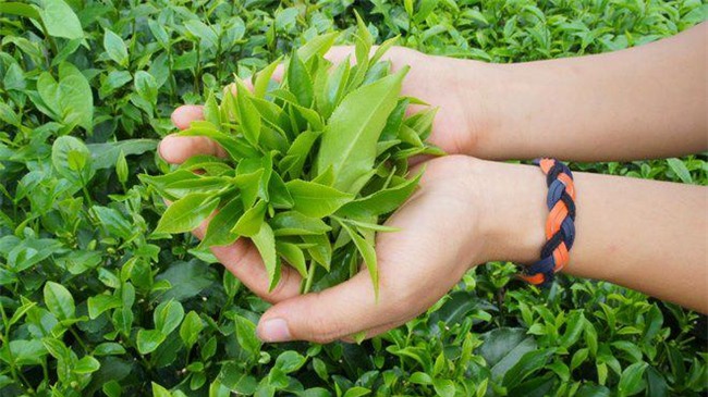 lieu tra xanh co that su mang den cong dung giam can "than toc" nhu loi don? - 1