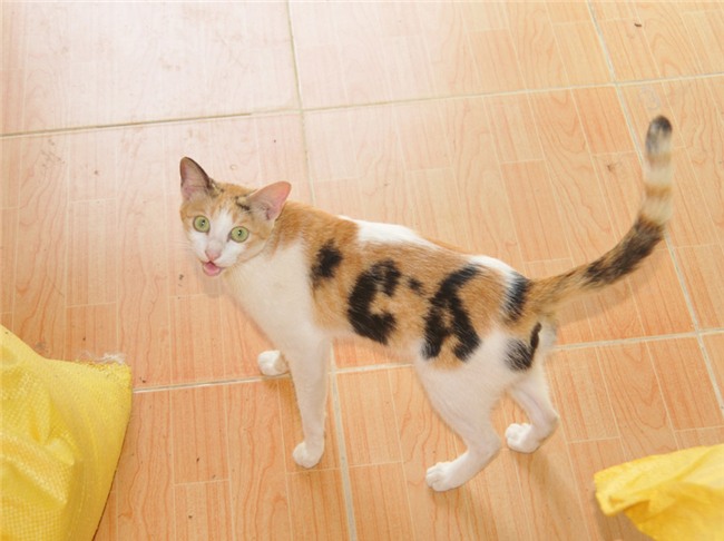 Chuyện lạ,Thế giới động vật,Quảng Bình