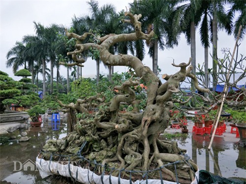 cây sanh,cây cổ thụ,cây cảnh tiền tỷ,cây cảnh