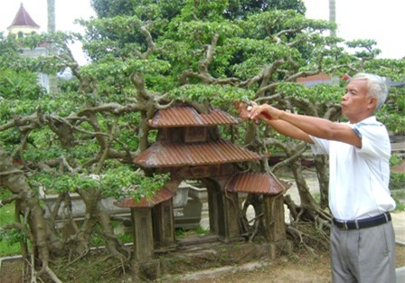 cây sanh,cây cổ thụ,cây cảnh tiền tỷ,cây cảnh