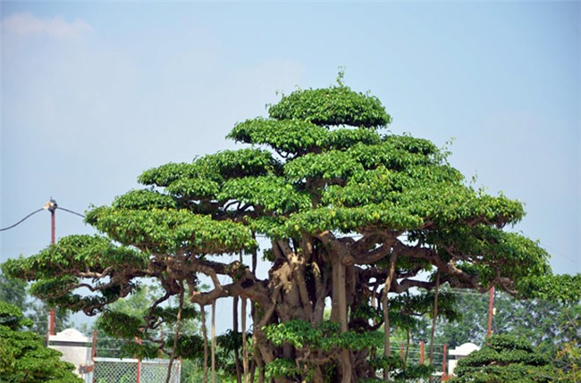 cây sanh,cây cổ thụ,cây cảnh tiền tỷ,cây cảnh