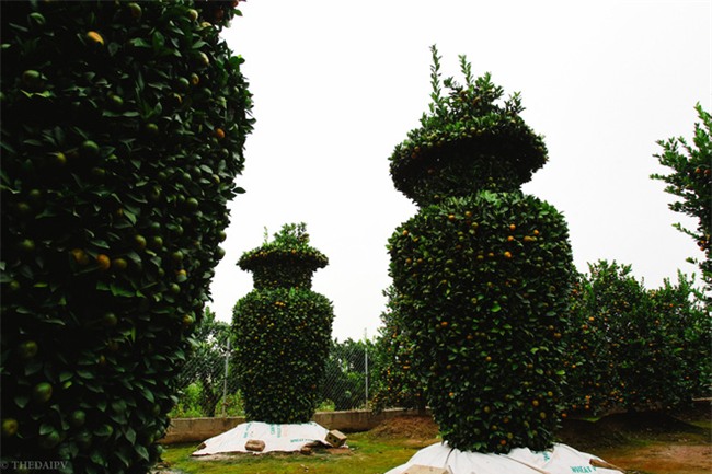 Độc đáo vườn quất kiểng dáng lộc bình cao tới 3 mét, giá chục triệu đồng phục vụ Tết Nguyên đán - Ảnh 3.
