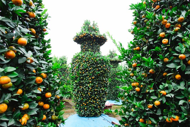 Độc đáo vườn quất kiểng dáng lộc bình cao tới 3 mét, giá chục triệu đồng phục vụ Tết Nguyên đán - Ảnh 4.