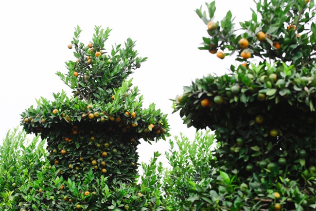 Độc đáo vườn quất kiểng dáng lộc bình cao tới 3 mét, giá chục triệu đồng phục vụ Tết Nguyên đán - Ảnh 8.