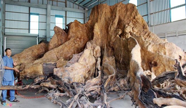 cây cảnh,chơi cây