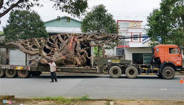 cây cảnh,chơi cây