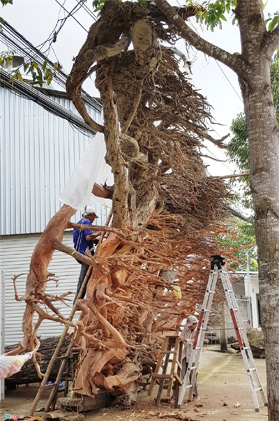 cây cảnh,chơi cây