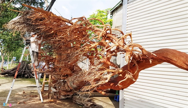 cây cảnh,chơi cây