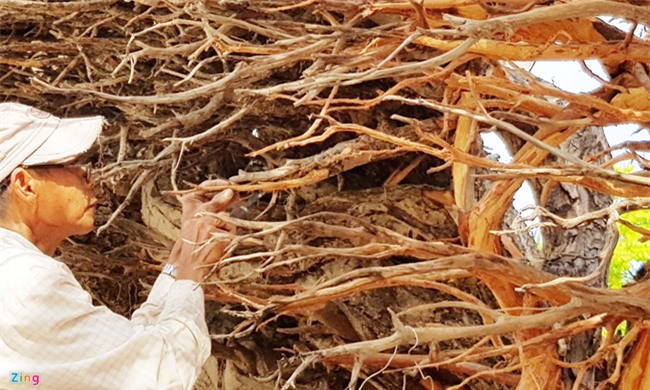 cây cảnh,chơi cây