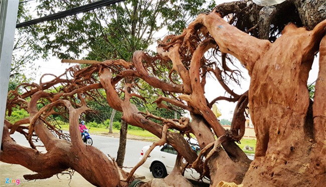 cây cảnh,chơi cây