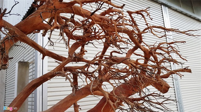 cây cảnh,chơi cây