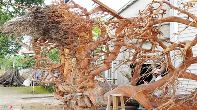 cây cảnh,chơi cây