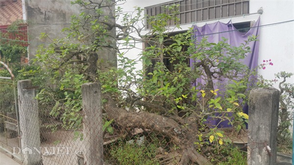 cây cảnh,cây cảnh tiền tỷ,chơi cây