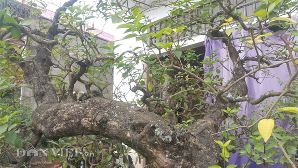 cây cảnh,cây cảnh tiền tỷ,chơi cây