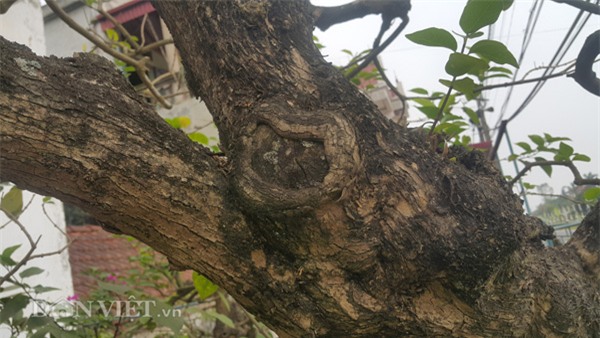 cây cảnh,cây cảnh tiền tỷ,chơi cây