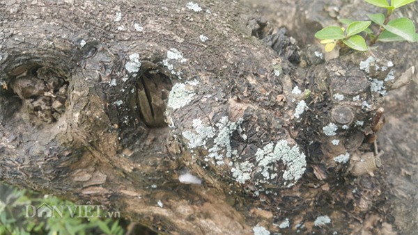 cây cảnh,cây cảnh tiền tỷ,chơi cây