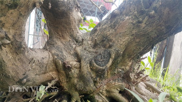 cây cảnh,cây cảnh tiền tỷ,chơi cây