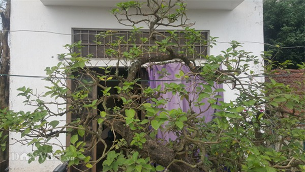 cây cảnh,cây cảnh tiền tỷ,chơi cây