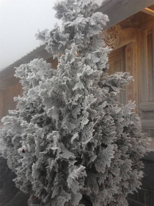 Đỉnh Fansipan trắng xóa băng tuyết khi nhiệt độ trong đêm giảm xuống -7 độ C - Ảnh 1.