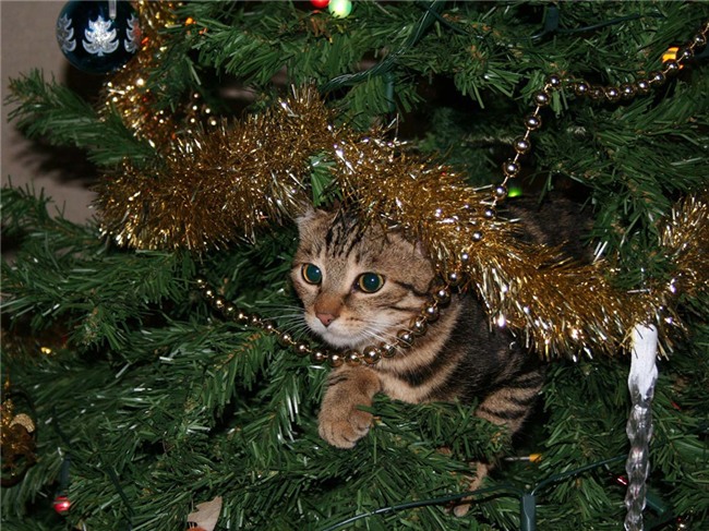 Nhung cach giup ban chup anh dep mua Giang sinh hinh anh 3