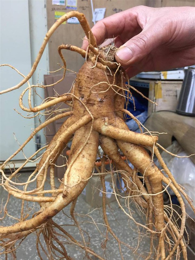 sâm quý,nhân sâm,lừa đảo