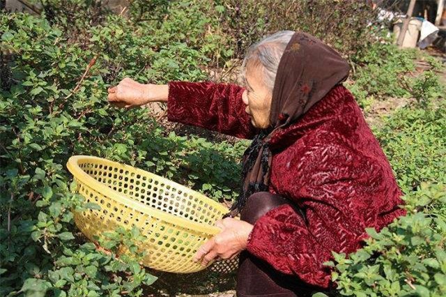 Hà Nội: Cả đời tích cóp được hơn 200 triệu đồng, cụ bà 88 tuổi mang đi đóng hụi, khi đòi nợ, chủ hụi chỉ móc trả 239.000 đồng