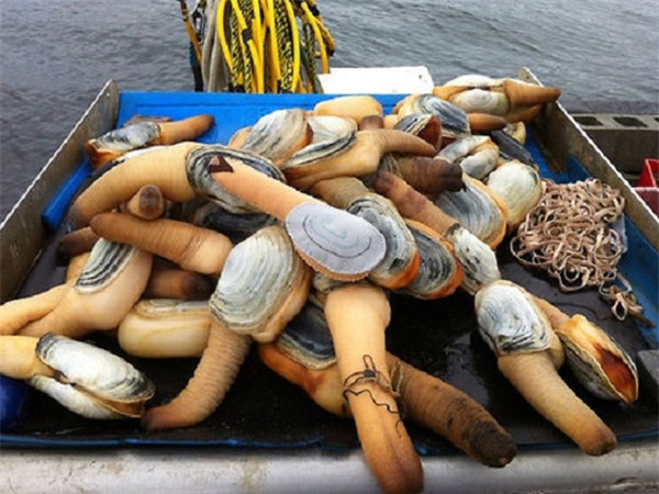 Vì sao tu hài 10 triệu đồng/con vẫn khiến chị em điên đảo vung tiền mua