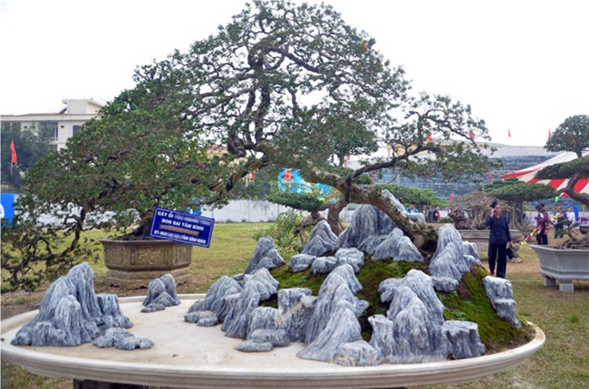 cây ổi cảnh,cây cảnh,chơi cây